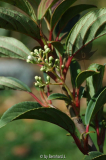 Viburnum erubescens - Rotwerdender Schneeball