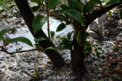 Viburnum erubescens - Rotwerdender Schneeball