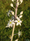 Urginea hesperia (1).JPG