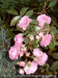 Rose Exellent von Schubert