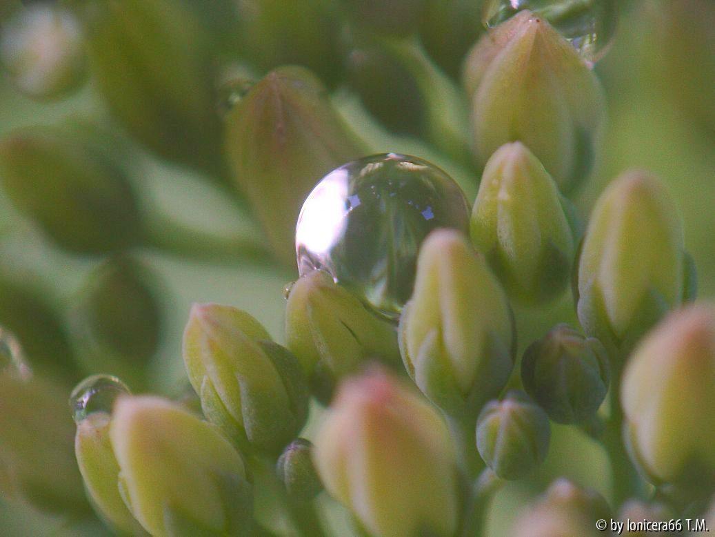 Bulb