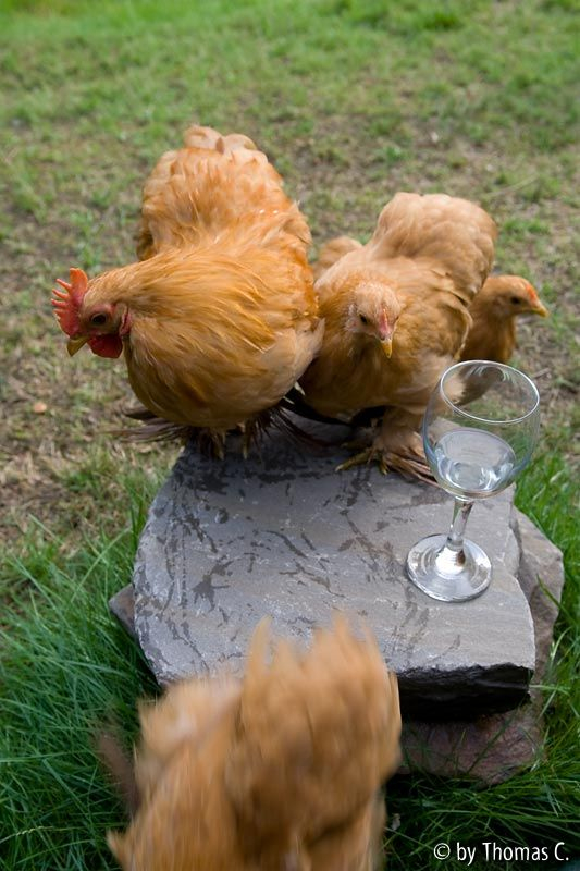 Abendgesellschaft