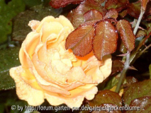 Amber Queen