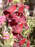 Penstemon