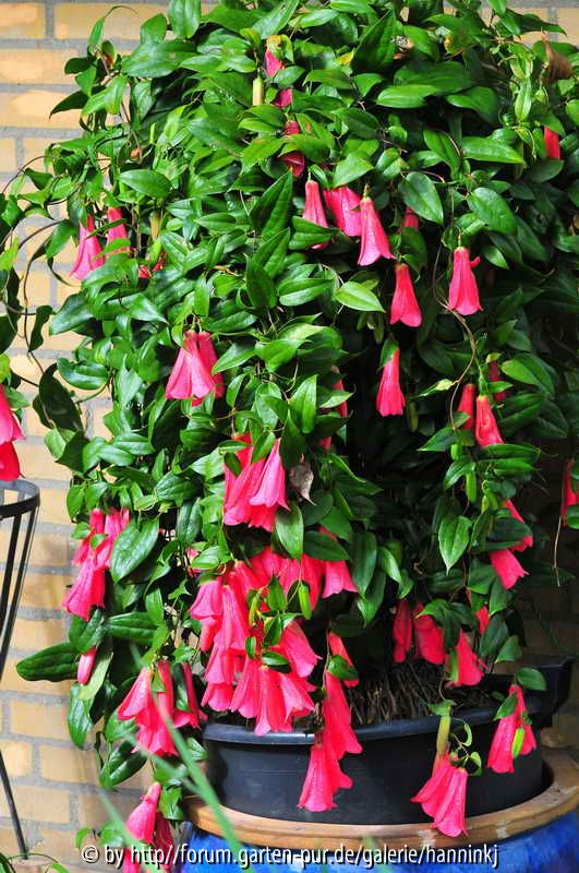 Lapageria rosea rot 2010