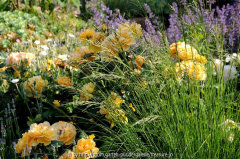 Eragrostis curvula im Rosenbeet