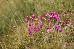 Dianthus