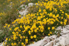 Helianthemum