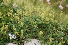 Alchemilla