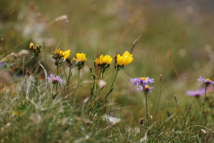 Linum flavum