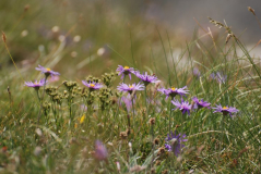 Aster alpinus