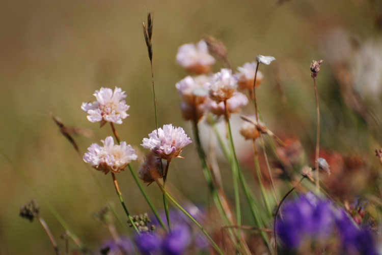 Armeria maritima 1