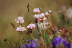 Armeria maritima 1