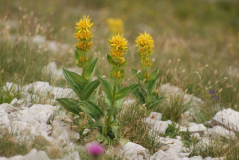 Gentiana lutea