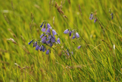 Campanula barbata