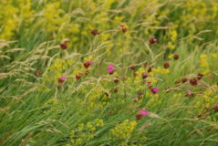 Dianthus