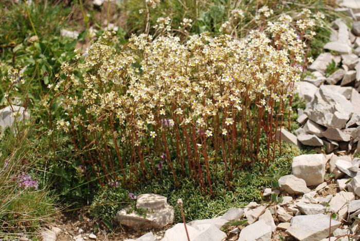 Saxifraga