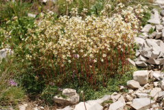 Saxifraga
