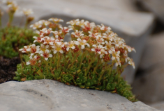 Saxifraga 2