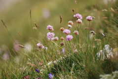 Armeria maritima 2