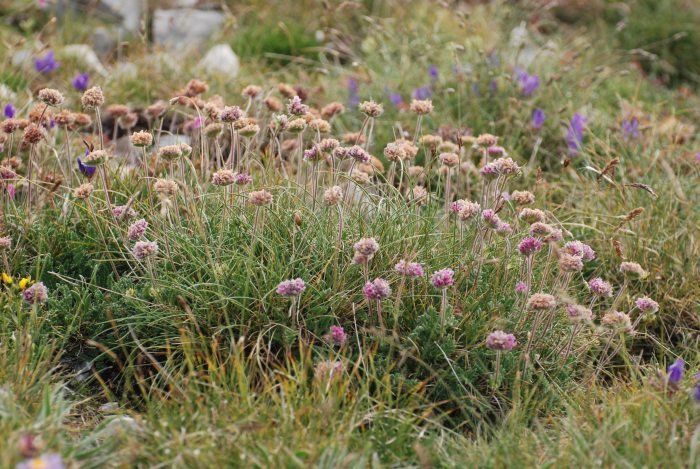 Armeria maritima 5