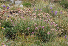 Armeria maritima 5