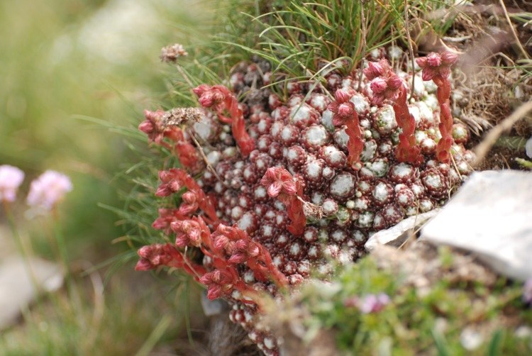 Sempervivum 2