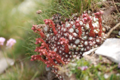 Sempervivum 2
