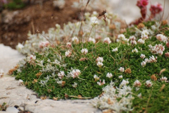Trifolium