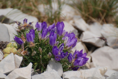 Campanula ?