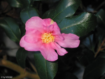 Camelia sasanqua "Pink Plantation&q