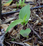 Epipactis mairei - Zufallssämling