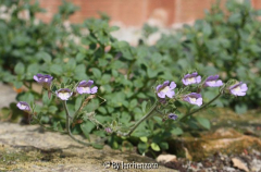 Dostblättriger Orant (Chaenorrhinum origanifolium)