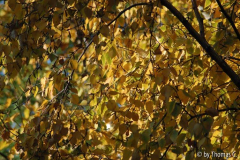 Herbstlaub