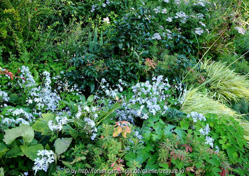 Clematis x jouiniana zwischen Stauden 2