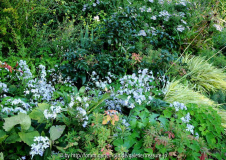 Clematis x jouiniana zwischen Stauden 2