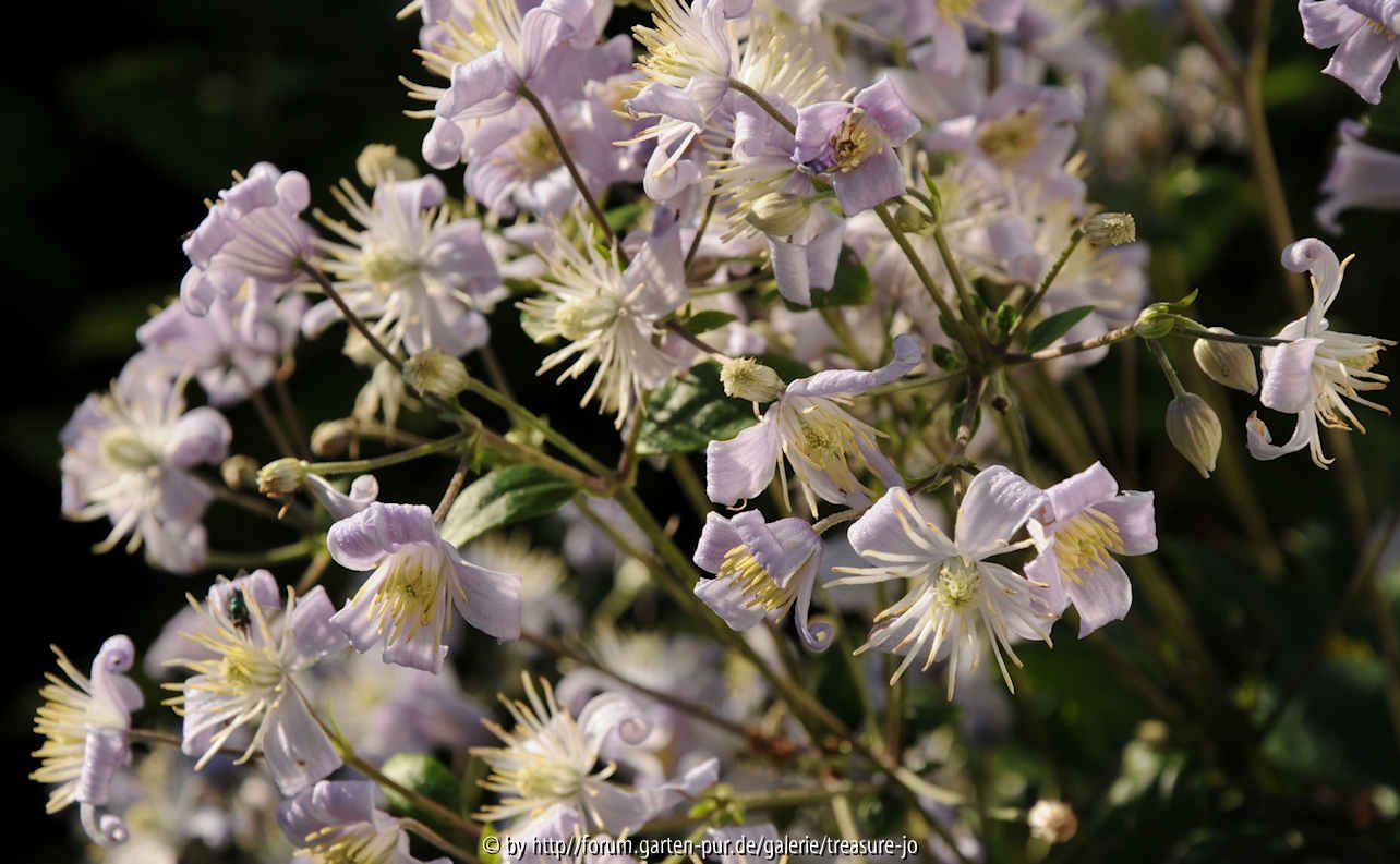 Clematis x jouiniana Blüten