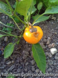 2010-08-31_paprika_angefressen.jpg