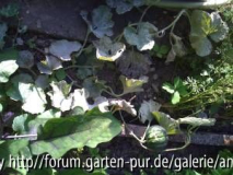 2010-08-31_melone_mehltau.jpg