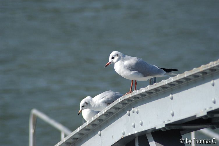 Rhein bei Porz - Möwen