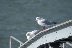 Rhein bei Porz - Möwen