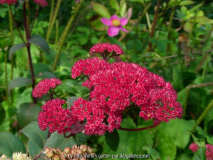 Red Cauli