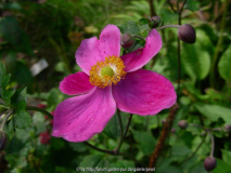 Hadspen Abundance 2