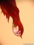 rose1_134.jpg