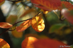 Porz Herbstlaub
