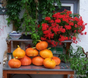 Kürbis 2010