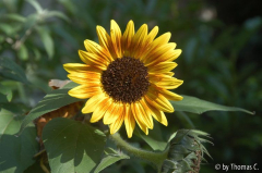 Eifel - Sonnenblume