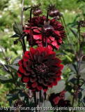 Schwarze Dahlie2010