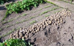 Kartoffeln