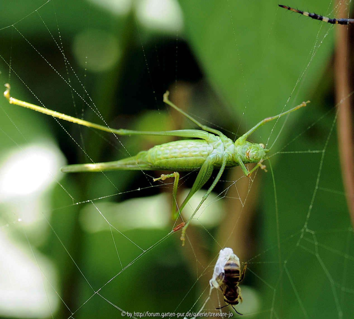 makro2